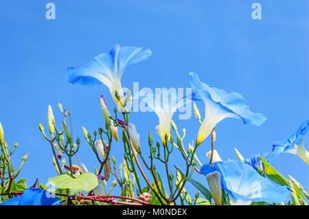 L'ipomoea bleu céleste (morning glory) des fleurs sur le fond de ciel Banque D'Images