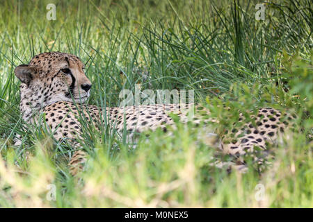 Jeune mâle Guépard couché dans l'herbe verte et luxuriante avec de l'herbe avant-plan flou Banque D'Images