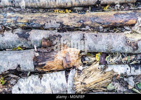 Rotten troncs de bouleaux dans la forêt en arrière-plan. Banque D'Images