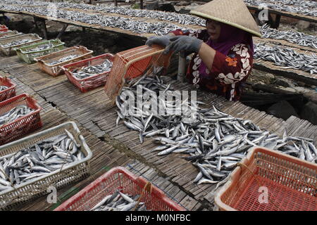 Au nord de Jakarta, Indonésie. 23 Jan, 2018. Trier les travailleurs du poisson frais au Port de Muara Angke le 23 janvier 2018 à Jakarta, Indonésie.Basé sur des données de points qui ont été gérés par la Direction générale de renforcer la compétitivité de la Marine et de la pêche, la valeur d'exportation des produits de la pêche a augmenté de 8,12  %, contre USD3.78 milliards en 2016 à USD4.09 milliards en 2017.l'augmentation de la balance commerciale qui a progressé de 7,42 % contre USD3.403 milliards en 2016 à USD3.655 milliards de dollars en 2017. Credit : Risa/Krisadhi Pacific Press/Alamy Live News Banque D'Images