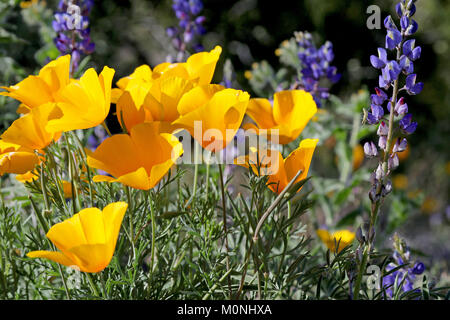 Fleurs sauvages du désert un jour de printemps. Or mexicain coquelicots et lupins violets sont les vedettes du spectacle. Banque D'Images