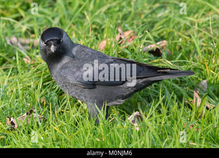 Eurasian Jackdaw (Western Jackdaw, choucas, Corvus monedula) sur l'herbe regardant la caméra en hiver dans le West Sussex, Angleterre, Royaume-Uni. Banque D'Images