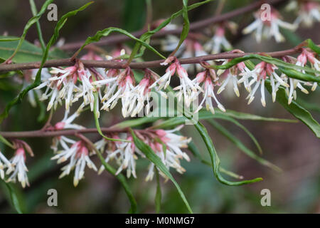 Très parfumées, blanc de l'hiver fleurs whispy sucré floraison fort, Sarcococca hookeriana var. digyna Banque D'Images