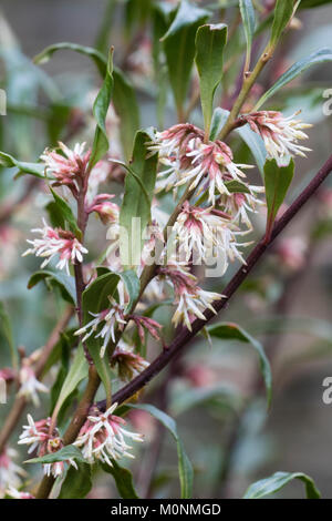 Très parfumées, blanc de l'hiver fleurs whispy sucré floraison fort, Sarcococca hookeriana var. digyna Banque D'Images