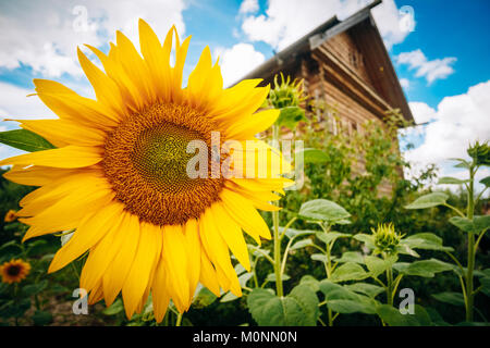 Big Bud avec Tournesol abeille sur elle dans le contexte de l'ancien bâtiment en bois et ciel bleu avec des nuages Banque D'Images