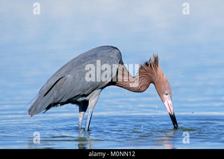 Aigrette rougeâtre, Sanibel Island, Floride, USA / (Egretta rufescens) | Blaufussreiher, Sanibel Island, Floride, USA / (Egretta rufescens) Banque D'Images