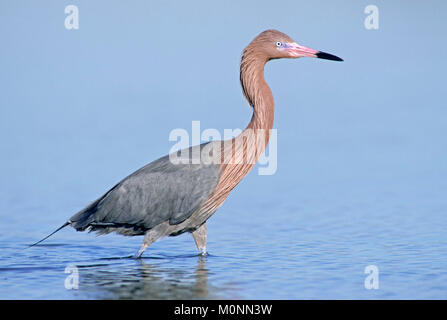 Aigrette rougeâtre, Sanibel Island, Floride, USA / (Egretta rufescens) | Blaufussreiher, Sanibel Island, Floride, USA / (Egretta rufescens) Banque D'Images