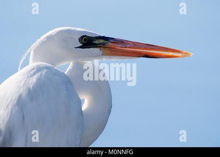 Grand Héron, forme blanche, le parc national des Everglades, en Floride, USA / (Ardea herodias) | Kanadareiher, weisse Phase, parc national des Everglades Banque D'Images