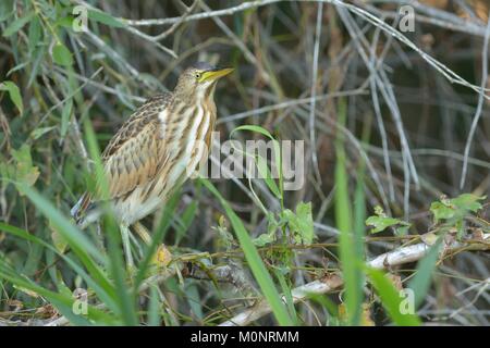 Crabier chevelu (Ardeola ralloides) à la recherche de nourriture dans le Delta du Danube Banque D'Images