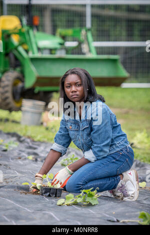 Young African American Woman s'agenouille sur le sol pour planter des légumes, Baltimore, Maryland Banque D'Images