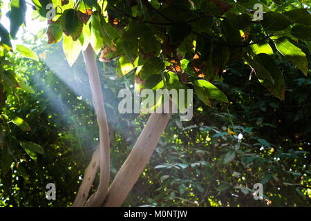 Rayons de soleil percent à travers l'obscurité créée par les arbres et d'éclairer le chemin. Banque D'Images