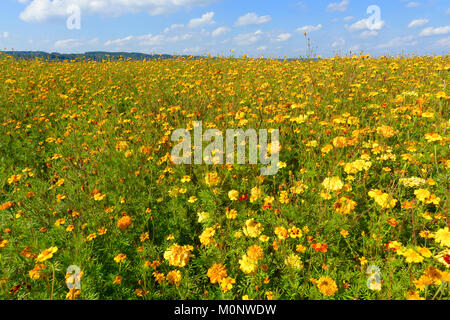 Fleurs de couleur jaune (Tagetes) comme engrais vert sur un champ,Haute-bavière,Bavière, Allemagne Banque D'Images