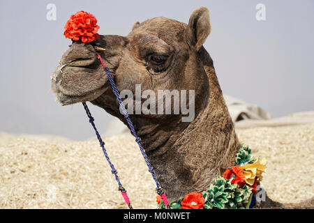 Le Dromadaire (Camelus dromedarius),Portrait,marché aux chameaux,Pushkar Mela,Pushkar,Rajasthan, Inde Banque D'Images