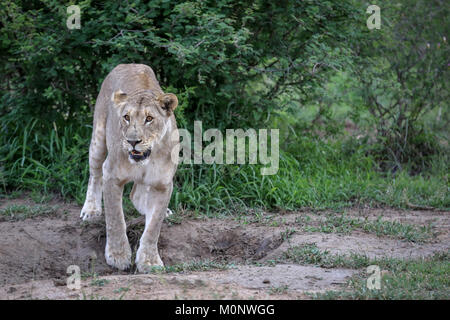 Lionne marchant à travers le trou d'eau à sec vert avec des arbres et des arbustes en arrière-plan Banque D'Images