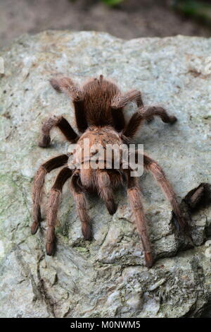 Une araignée à tarantula se fond dans son environnement. Araignée d'oiseau de Goliath. Banque D'Images