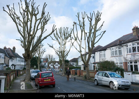 La chirurgie de l'arbre sur une rue de banlieue tranquille est à l'ouest de Londres, Royaume-Uni Banque D'Images