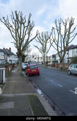 Pollinisation des arbres et chirurgie dans une rue suburbaine tranquille est sud-ouest de Londres, Royaume-Uni Banque D'Images