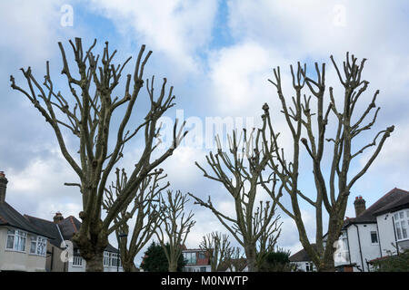 La chirurgie de l'arbre sur une rue de banlieue tranquille est à l'ouest de Londres, Royaume-Uni Banque D'Images