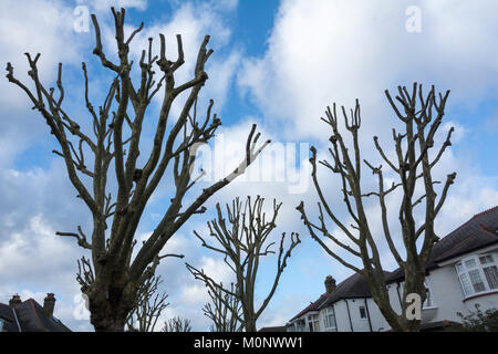 La chirurgie de l'arbre sur une rue de banlieue tranquille est à l'ouest de Londres, Royaume-Uni Banque D'Images