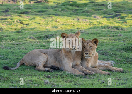 Lion (Panthera leo), deux jeunes hommes bien couché ensemble,le Parc National de Chobe Chobe District,Botswana, Banque D'Images