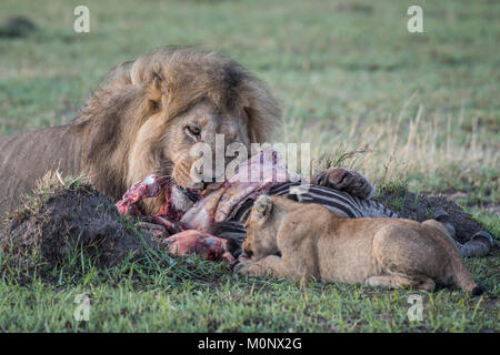 Lion (Panthera leo),mâle et les jeunes animaux mangent zebra,Savuti,le Parc National de Chobe Chobe,District,le Botswana. Banque D'Images