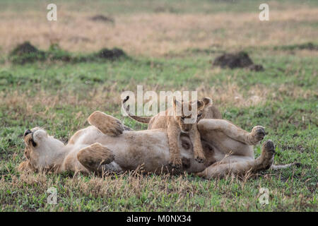 Lion (Panthera leo),escalade,barrage oursons sur Savuti,le Parc National de Chobe Chobe District,Botswana, Banque D'Images