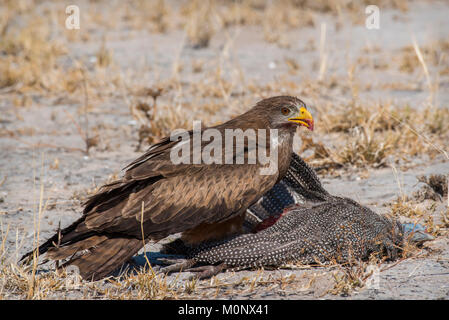 Milan noir (Milvus migrans) sur une carcasse de pintades (Numididae),fixe lui-même la proie,le Parc National de Chobe, Savuti Banque D'Images