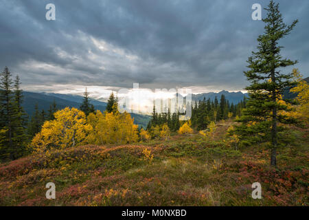 Naunz en automne,d,bouleau,moor,arbustes nains Innsbruck Innsbruck avec la vallée de Tux,Tyrol,Autriche,Voralpen Banque D'Images