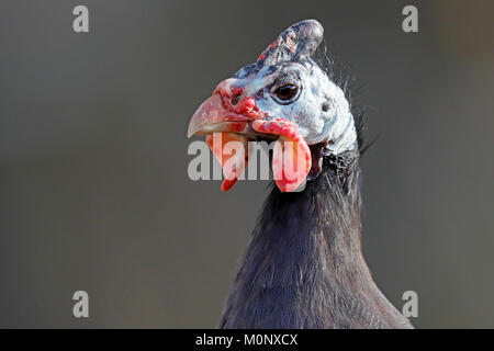 Pintade de Numidie (Numida meleagris),animal,portrait,captif en Allemagne Banque D'Images