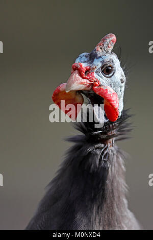 Pintade de Numidie (Numida meleagris),animal,portrait,captif en Allemagne Banque D'Images