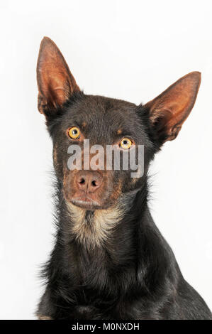 Australian Kelpie,choco-tan,mâle,portrait Banque D'Images