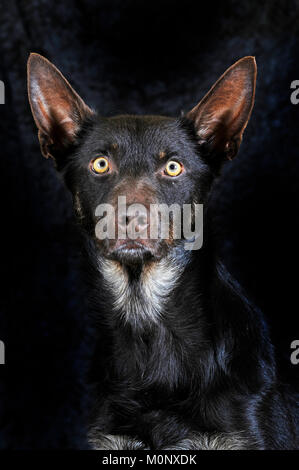 Australian Kelpie,choco-tan,mâle,portrait Banque D'Images