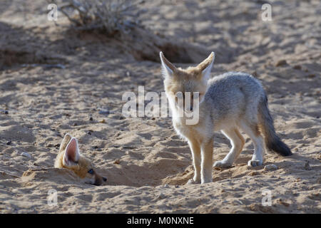 Cap jeunes renards roux (Vulpes chama) à l'entrée du terrier, Kgalagadi Transfrontier Park, Northern Cape, Afrique du Sud Banque D'Images