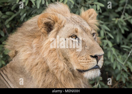 Lion (Panthera leo),homme,portrait,Savuti,le Parc National de Chobe Chobe District,Botswana, Banque D'Images