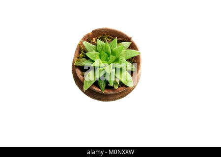 Haworthia turgida, sud-africains, avec des lignes de plantes indigènes et windows sur semi translucide vert feuilles et une emergenging fleur au centre. Banque D'Images