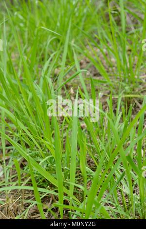 Forte croissance de l'herbe après les récentes pluies à Herveys Range Heritage Tea Rooms, Thornton Gap Road, Hervey, Queensland, Australie Banque D'Images