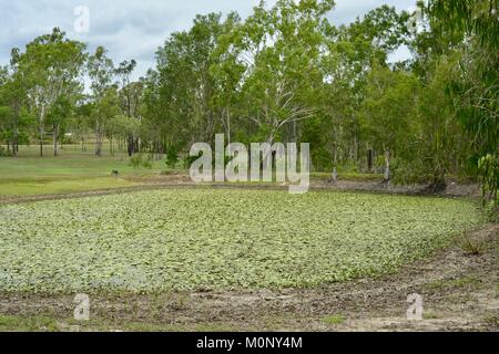 Barrage à Herveys Range Heritage Tea Rooms, Thornton Gap Road, Hervey, Queensland, Australie Banque D'Images