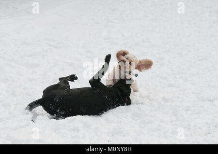 Labrador noir et Cockapoo playfighting dans la neige Banque D'Images