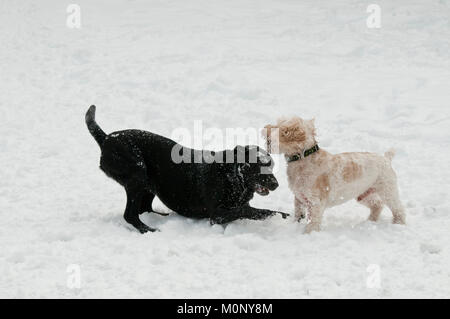 Labrador noir et Cockapoo playfighting dans la neige Banque D'Images