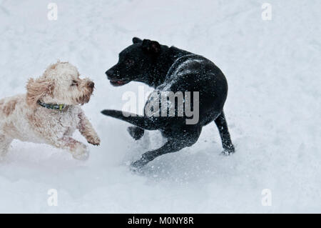 Labrador noir et Cockapoo playfighting dans la neige Banque D'Images