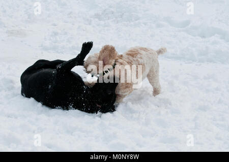 Labrador noir et Cockapoo playfighting dans la neige Banque D'Images