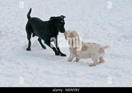 Labrador noir et Cockapoo playfighting dans la neige Banque D'Images