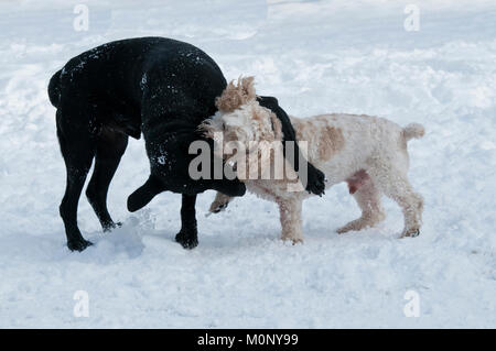 Labrador noir et Cockapoo playfighting dans la neige Banque D'Images