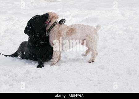 Labrador noir et Cockapoo playfighting dans la neige Banque D'Images