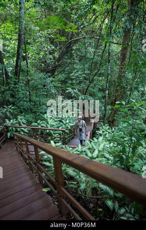 Costa Rica, péninsule d'Osa, guide naturaliste dans un ordre décroissant d'escalier dans la forêt primaire dans le domaine de l'ecolodge Lapa Rios Banque D'Images