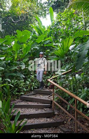 Costa Rica, péninsule d'Osa, guide naturaliste dans un ordre décroissant d'escalier dans la forêt primaire dans le domaine de l'ecolodge Lapa Rios Banque D'Images