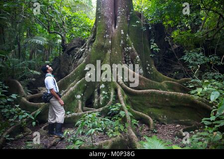 Costa Rica, péninsule d'Osa, guide naturaliste au pied d'un arbre avec fromage tentaclaires racines dans la forêt primaire Banque D'Images