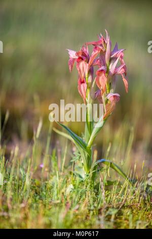 France,Var, Vidauban, réserve naturelle nationale de la plaine des Maures,langue rares (orchidée Serapias neglecta) Banque D'Images