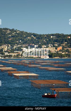 France,Herault,Bouzigues,lagune de Thau,parcs d'huîtres avec des bateaux de pêcheurs et de la Mont Saint Clair en arrière-plan Banque D'Images