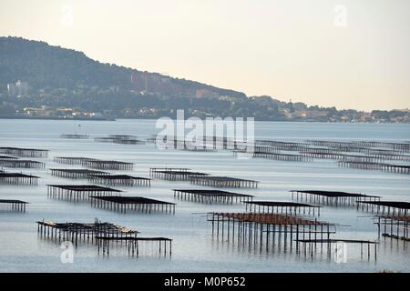 France,Herault,Bouzigues,lagune de Thau huîtres de Thau lagoon,catamaran,à l'ancre avec les huîtres dans les parcs l'arrière-plan constitué de plateaux permanent Banque D'Images